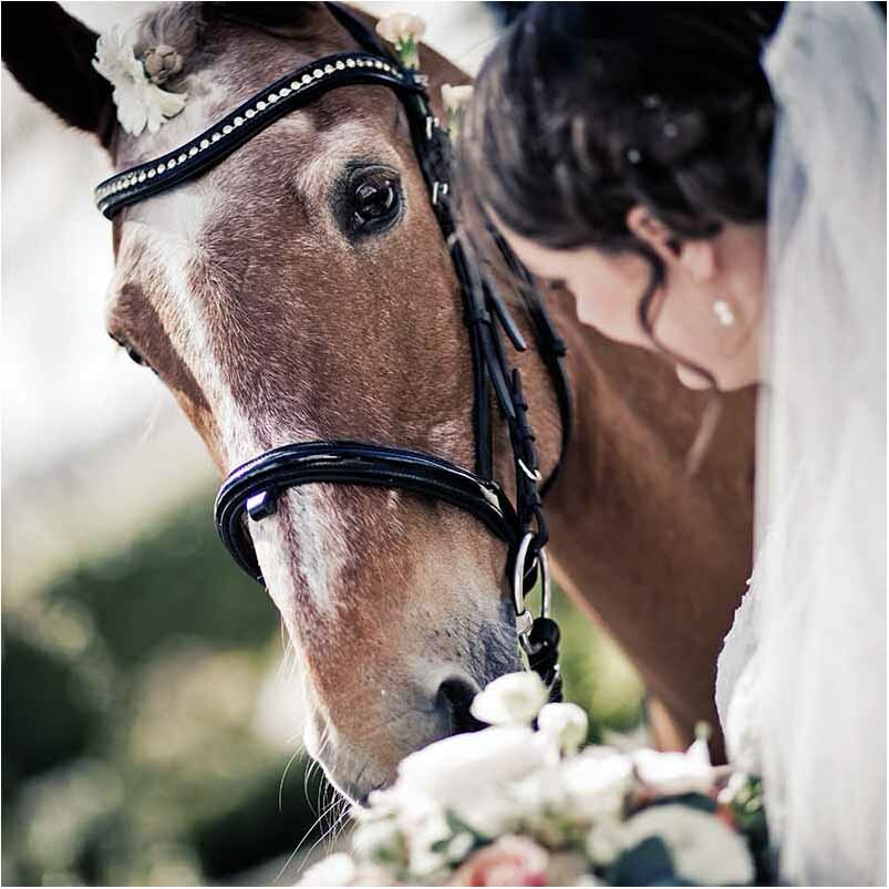 hest ved bryllup hest ved bryllup